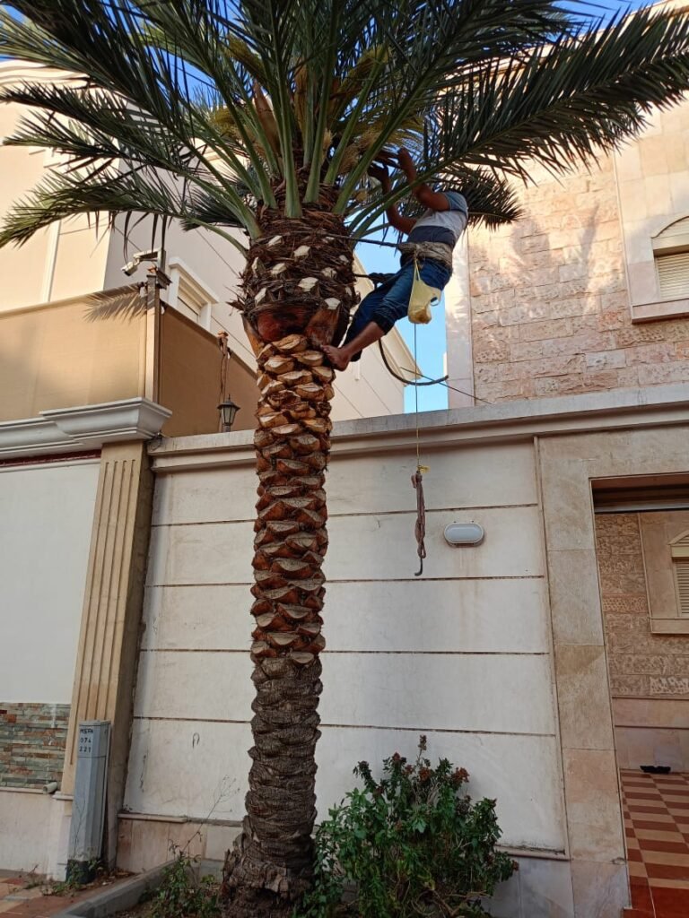 تكريب النخل بجدة